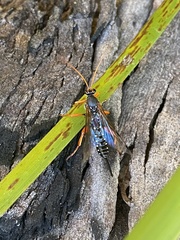 Echthromorpha intricatoria