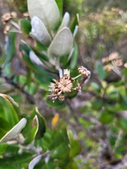 Olearia allomii