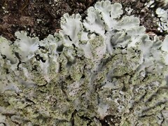 Phaeophyscia limbata