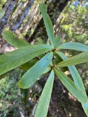 Myrsine salicina