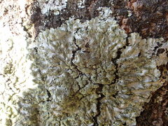 Phaeophyscia limbata