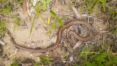 Duberria lutrix