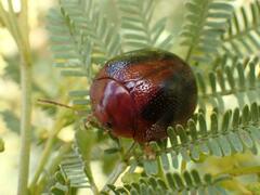 Dicranosterna immaculata