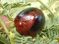 Dicranosterna immaculata