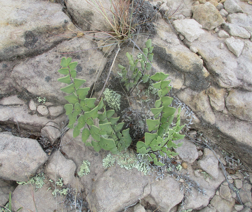 Hard Fern