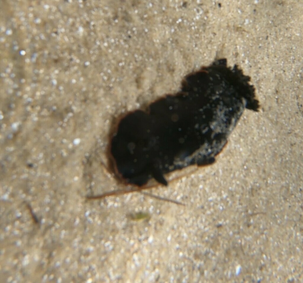 Bushy-gilled Sucking Dorid