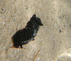 Dendrodoris arborescens