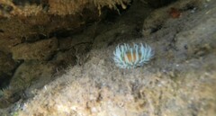 Anthothoe albocincta