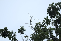 Psilopogon lineatus
