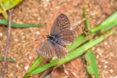Zizeeria knysna