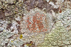 Haematomma persoonii