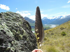 Nestor notabilis