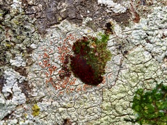 Haematomma persoonii