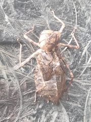 Hydrobasileus croceus