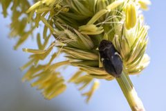 Bathyllus albicinctus