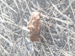 Hydrobasileus croceus