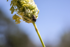 Bathyllus albicinctus