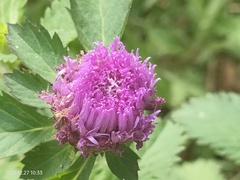 Centratherum punctatum