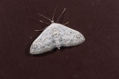 Idaea seriata