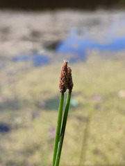 Eleocharis mamillata