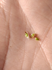 Eleocharis mamillata