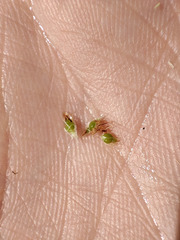 Eleocharis mamillata