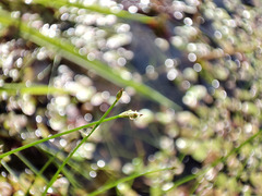 Eleocharis acicularis
