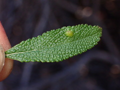 Rhopalomyia audibertiae