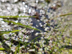 Eleocharis acicularis