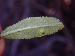 Rhopalomyia audibertiae