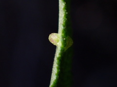 Rhopalomyia audibertiae
