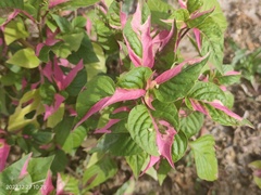 Graptophyllum pictum