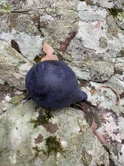 Amorphospermum antilogum