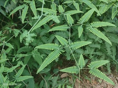 Dicranopteris subpectinata