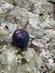 Amorphospermum antilogum