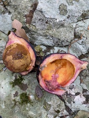 Amorphospermum antilogum