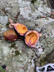 Amorphospermum antilogum