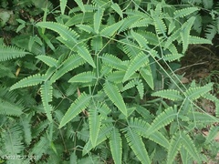 Dicranopteris subpectinata