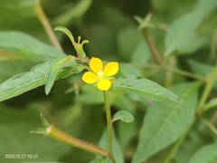 Ludwigia hyssopifolia
