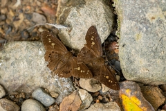 Seseria formosana