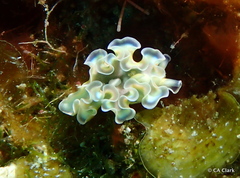Elysia crispata