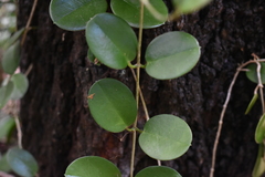Hoya australis australis