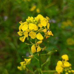 Sinapis alba
