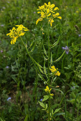 Sinapis alba
