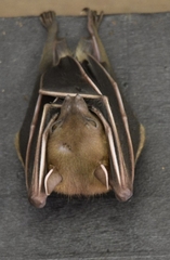 Cynopterus brachyotis