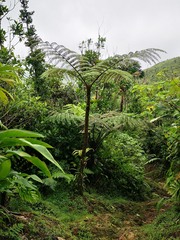 Alsophila imrayana