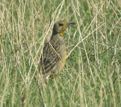 Macronyx capensis capensis