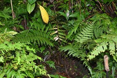 Amauropelta germaniana