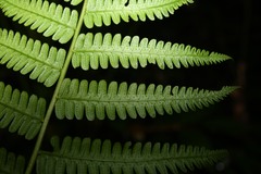 Amauropelta germaniana