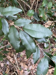 Amorphospermum antilogum